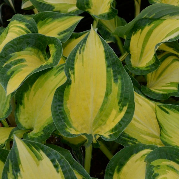 Happy Dayz - Tall Hosta