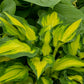 Happy Dayz - Tall Hosta