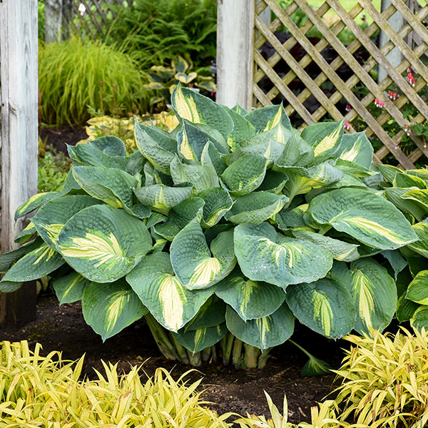 Hudson Bay Hosta