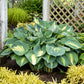 Colossal Hosta Collection