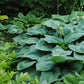 Humpback Whale - Giant Hosta