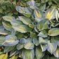 June - Medium Hosta