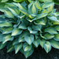 Get Them All Hosta Collection