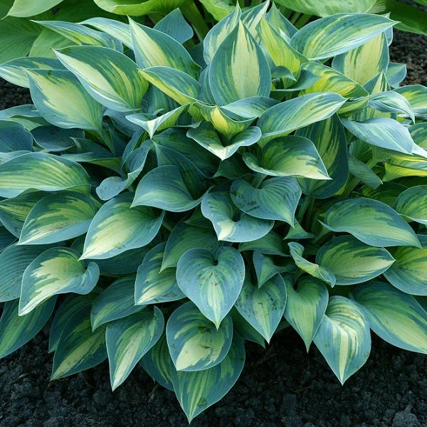 Top 15 Hosta Collection