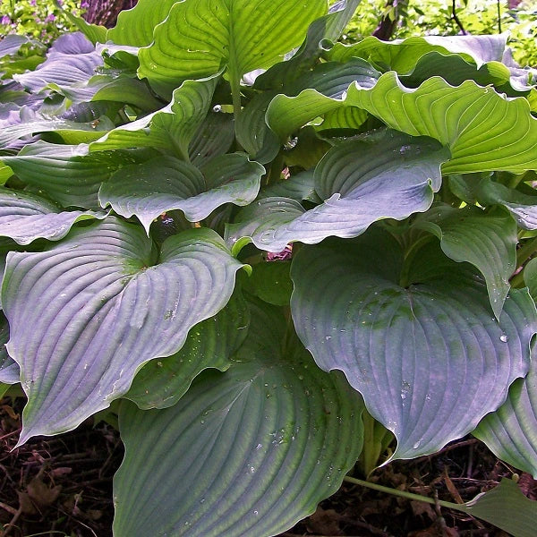 Komodo Dragon - Giant Hosta