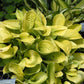 Maui Buttercups - Dwarf Hosta