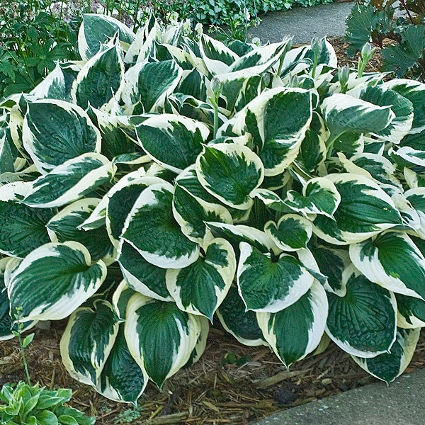 Minuteman - Tall Hosta