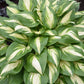 Miss America - Tall Hosta