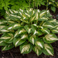 Miss America - Tall Hosta