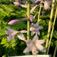 Miss America - Tall Hosta