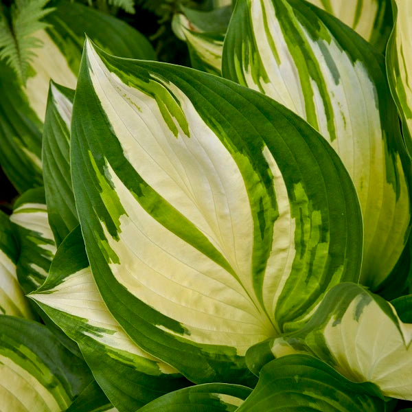 Miss America - Tall Hosta