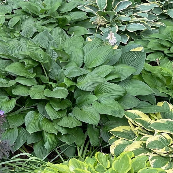 25 Mixed Hosta