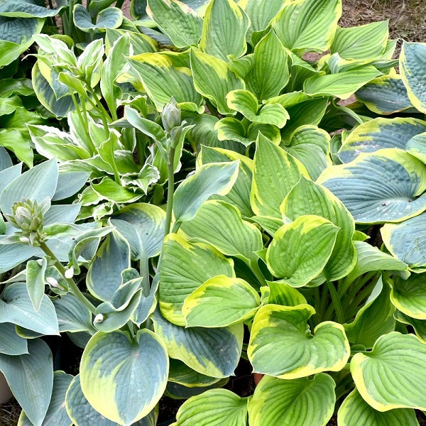 50 Mixed Hosta