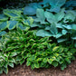 Hungry for Hosta Bundle - Save $40