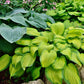 Fine and Dandy Hosta