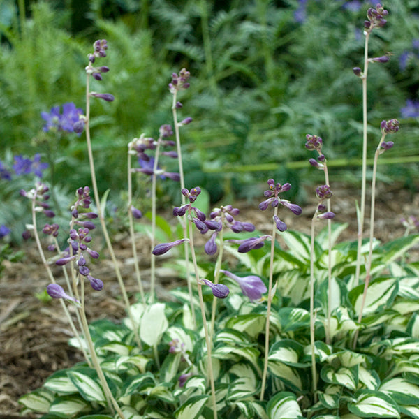 Pandora's Box Hosta