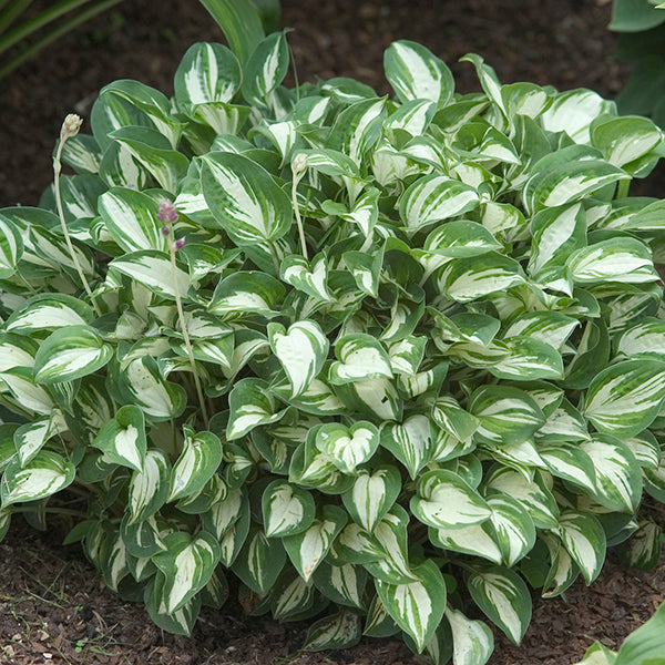 Dwarf Hosta Collection