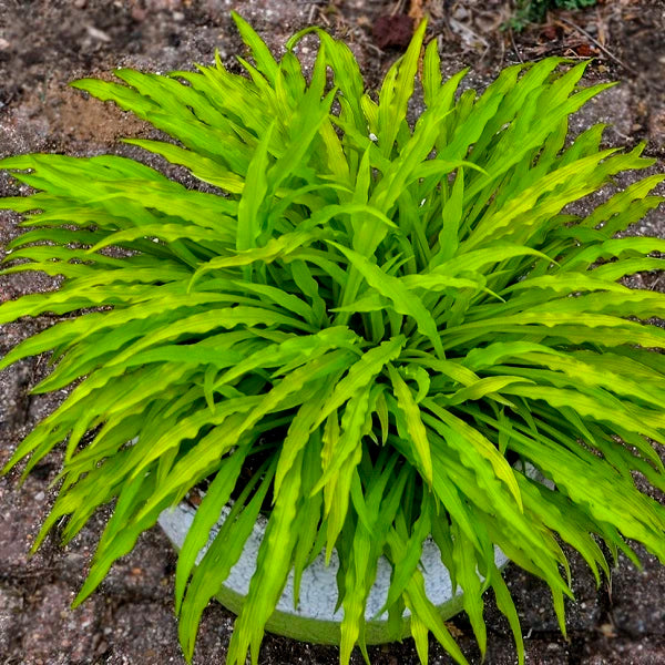 Party Streamers - Medium Hosta