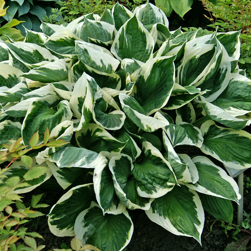 Patriot Hosta