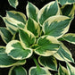 Patriot Hosta