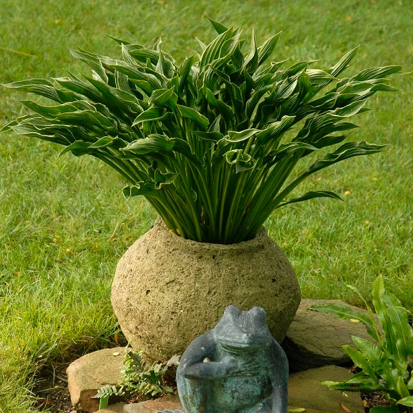 Praying Hands - Medium Hosta