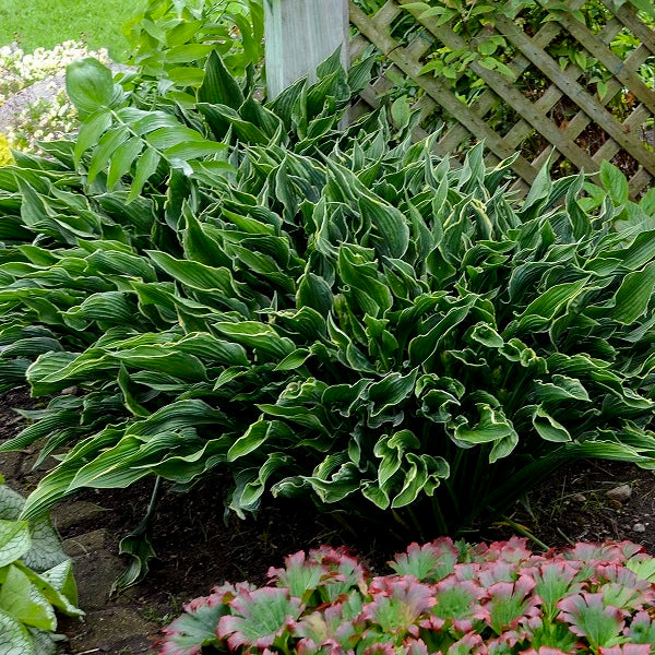 Praying Hands - Medium Hosta