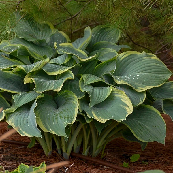 Regal Splendor - Giant Hosta