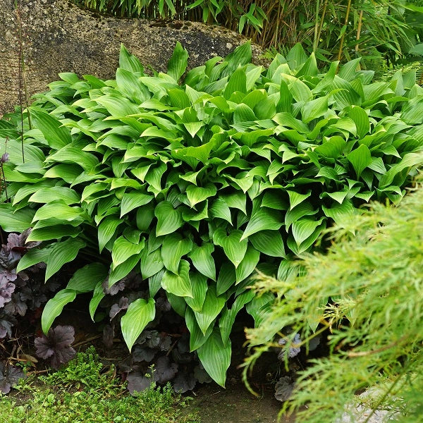 Royal Standard Hosta