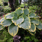 Sagae - Giant Hosta