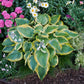 Seducer - Giant Hosta