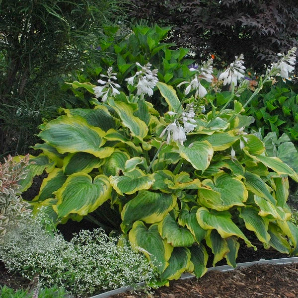 Seducer - Giant Hosta