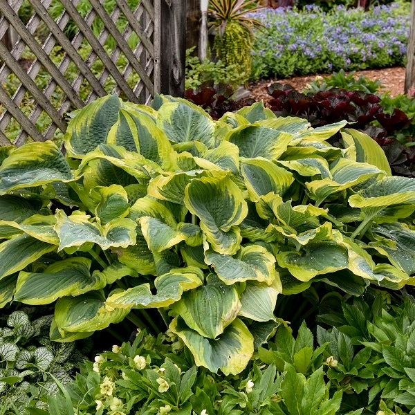 Seducer - Giant Hosta