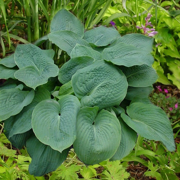 is a hosta an indoor plant Sieboldiana Elegance Hosta – Wild & Son
