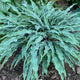 Silly String - Medium Hosta