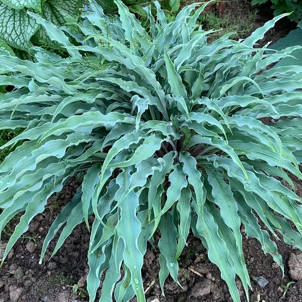 Silly String - Medium Hosta