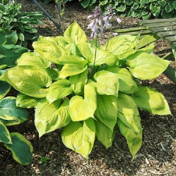 Sum and Substance Hosta