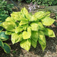 Sum and Substance Hosta