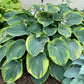 Terms of Endearment - Giant Hosta