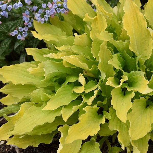 Time in a Bottle - Medium Hosta