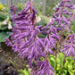 Time in a Bottle - Medium Hosta