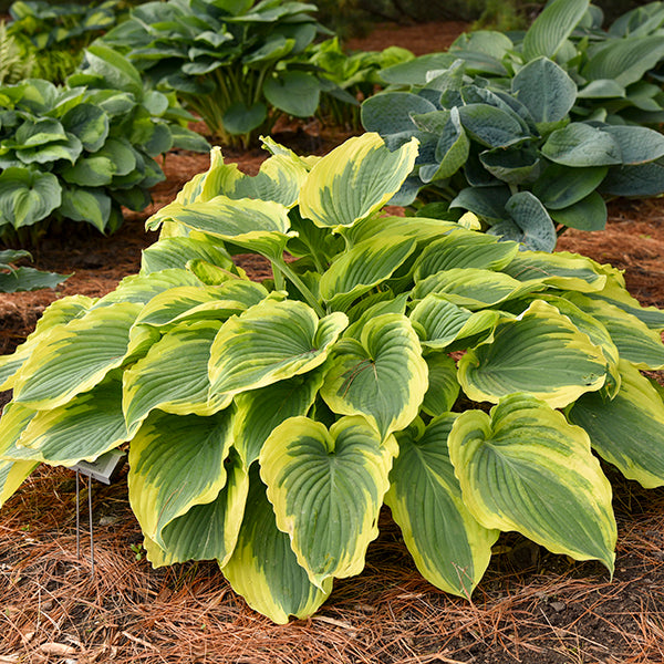 Get Them All Hosta Collection