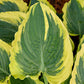 Trendsetter Hosta