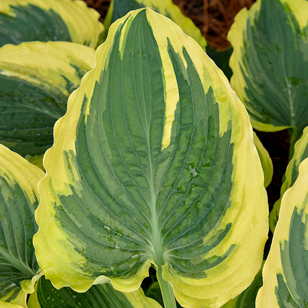 Trendsetter Hosta