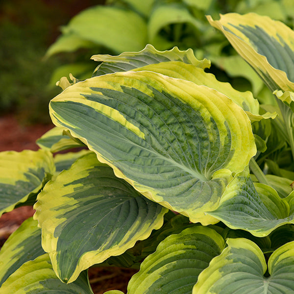 Trendsetter Hosta