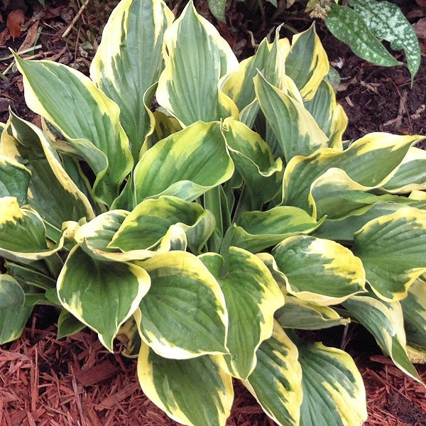 Twilight - Tall Hosta