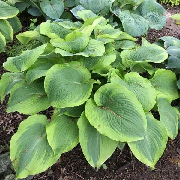 Twin Cities - Giant Hosta