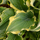 Voices in the Wind Hosta