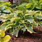 Voices in the Wind Hosta