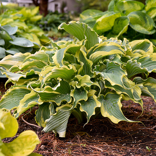 Voices in the Wind Hosta