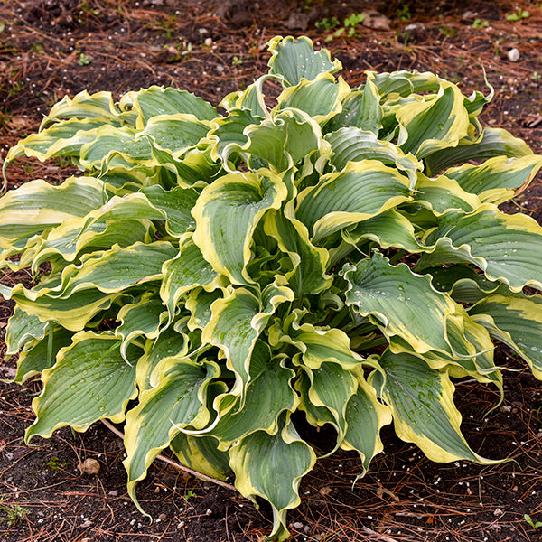 Voices in the Wind Hosta